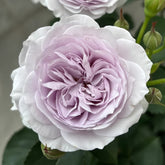 Jise Rose